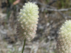 Ptilotus macrocephalus