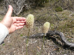 Ptilotus macrocephalus