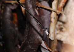 Episynlestes intermedius