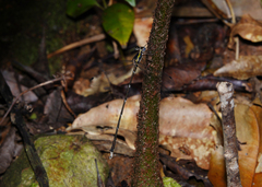 Episynlestes intermedius