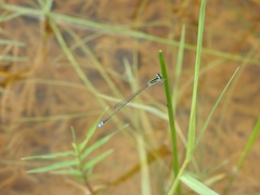Aciagrion occidentale