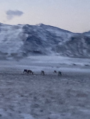 Cladonia rangiferina