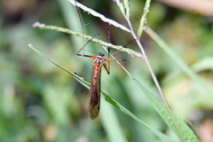 Harpobittacus australis