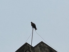 Milvus migrans