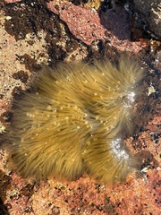 Charophyta