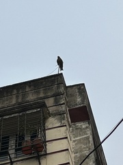 Milvus migrans