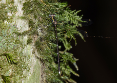 Episynlestes intermedius