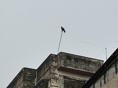 Milvus migrans