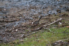 Malurus cyaneus cyaneus