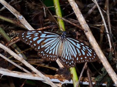 Ideopsis vulgaris