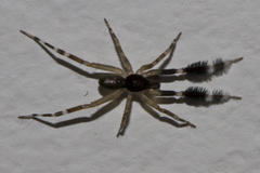 Cycloctenidae