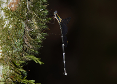 Episynlestes intermedius