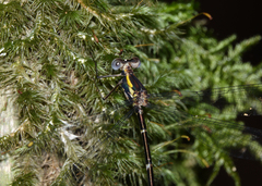 Episynlestes intermedius