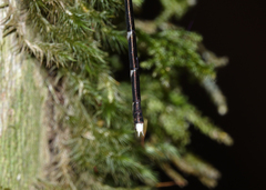 Episynlestes intermedius