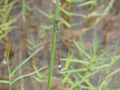 Ischnura senegalensis