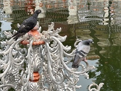 Columba livia domestica