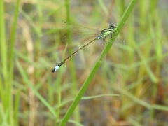 Ischnura senegalensis