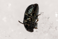 Phratora
