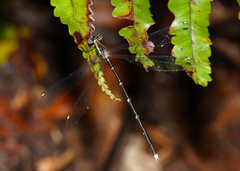Episynlestes intermedius