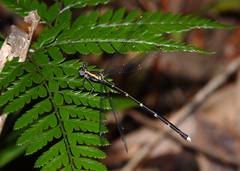 Episynlestes intermedius