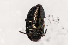 Phratora