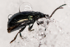 Phratora