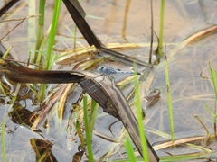 Diplacodes trivialis