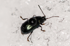 Phratora