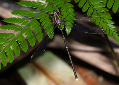 Episynlestes intermedius