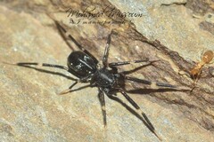 Liophrurillus flavitarsis