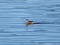 Tachybaptus ruficollis