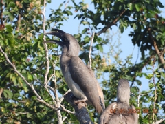 Ocyceros birostris