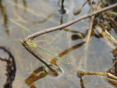 Ischnura senegalensis
