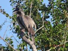Ocyceros birostris