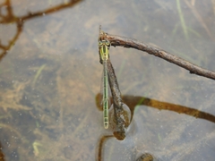 Ischnura senegalensis