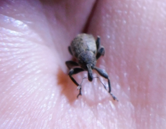 Hypera diversipunctata