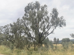 Acacia pendula