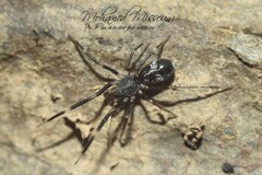 Liophrurillus flavitarsis
