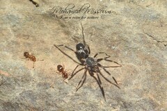Liophrurillus flavitarsis