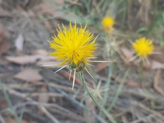 Centaurea solstitialis