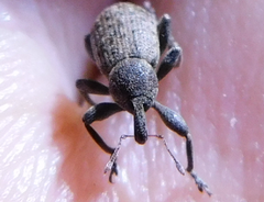 Hypera diversipunctata