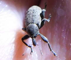 Hypera diversipunctata