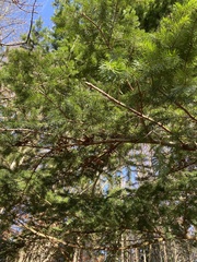 Pseudotsuga menziesii