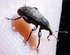 Hypera diversipunctata