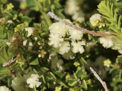 Acacia littorea