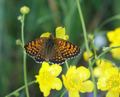 Melitaea arcesia