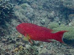 Variola albimarginata