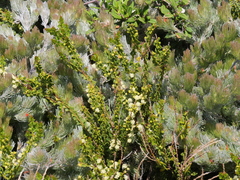 Acacia littorea