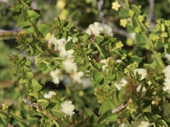 Acacia littorea