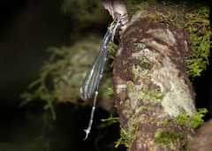 Episynlestes intermedius